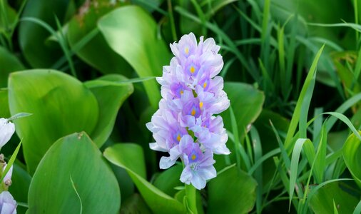 Lilac pond aquatic