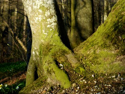 Overgrown log moss photo