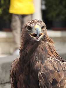 Eagle bird beak