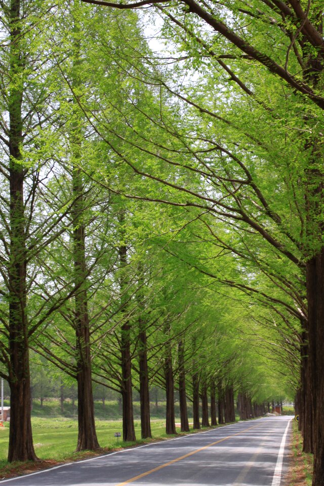 Park landscape the leaves