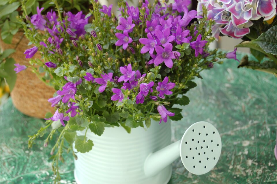 Floral flower arrangement bloom
