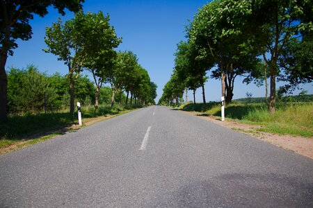 Tree nature roadway