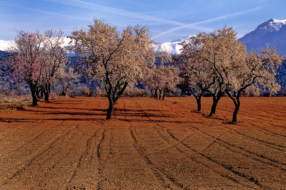 Trees aragon nature