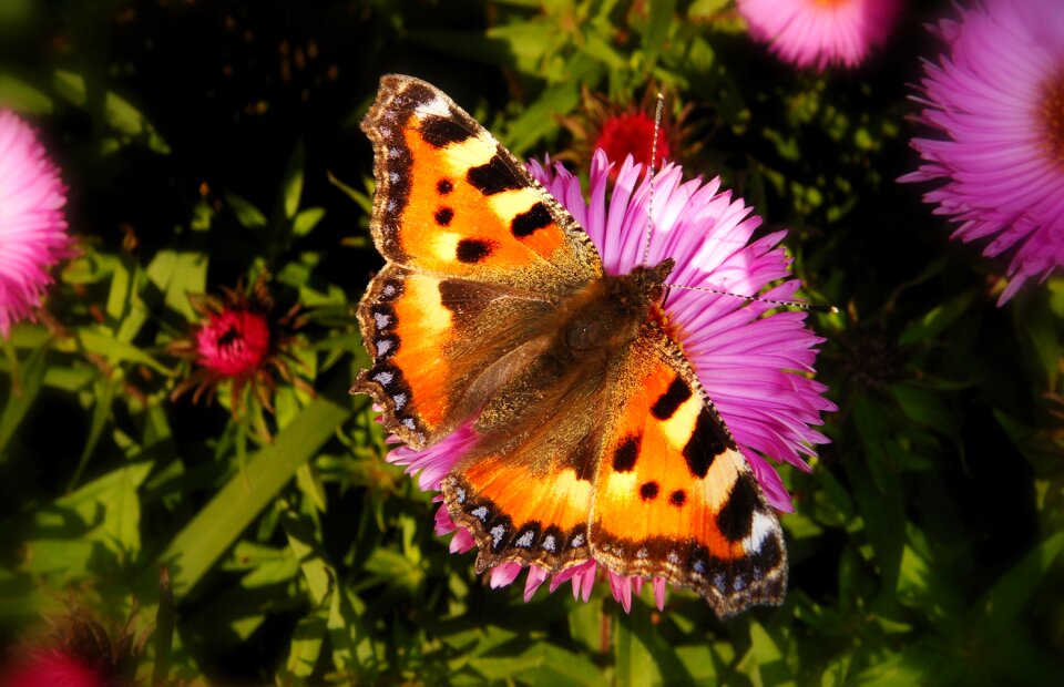 Garden butterfly day animals