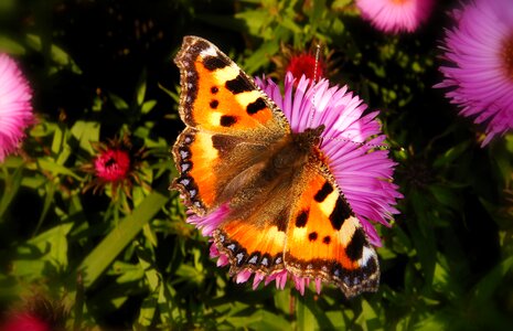 Garden butterfly day animals