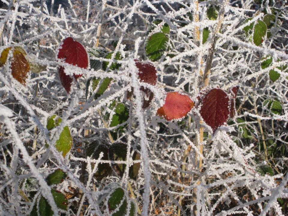 Hoarfrost color winter