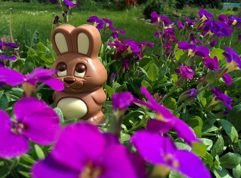 Hare chocolate hide