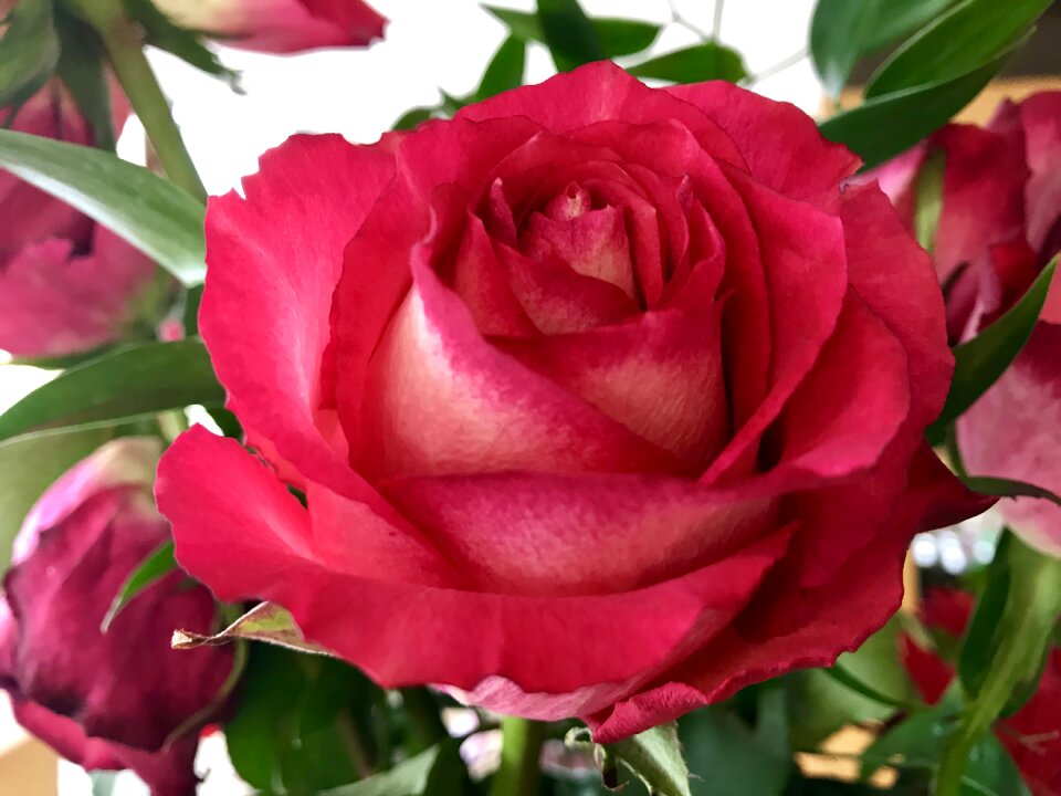 Nature beauty the queen of flowers