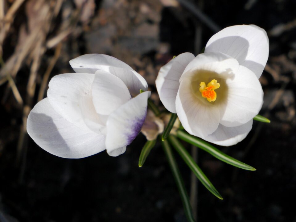 White flower white flowers beautiful