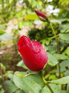 Garden petal rose