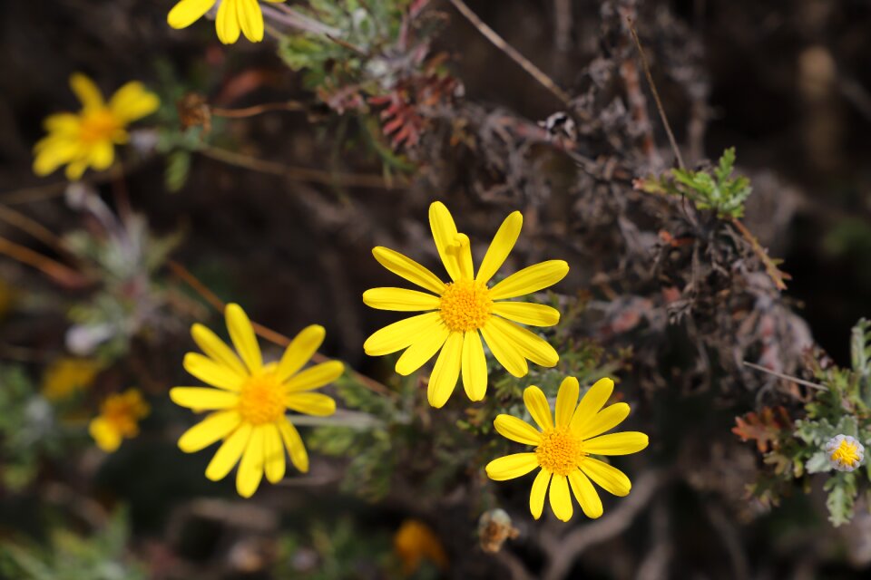 Outdoor summer wild