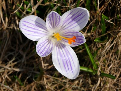 Spring gentle flower photo