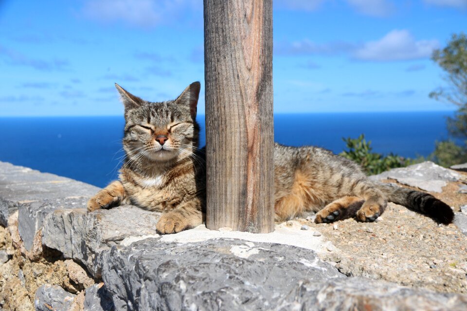 Animal summer cat photo