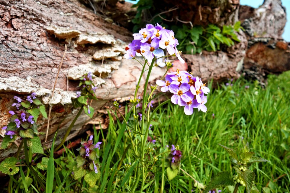 Flower wild flower cardamine pratensis