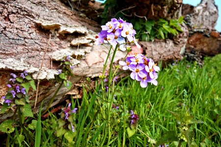 Flower wild flower cardamine pratensis photo