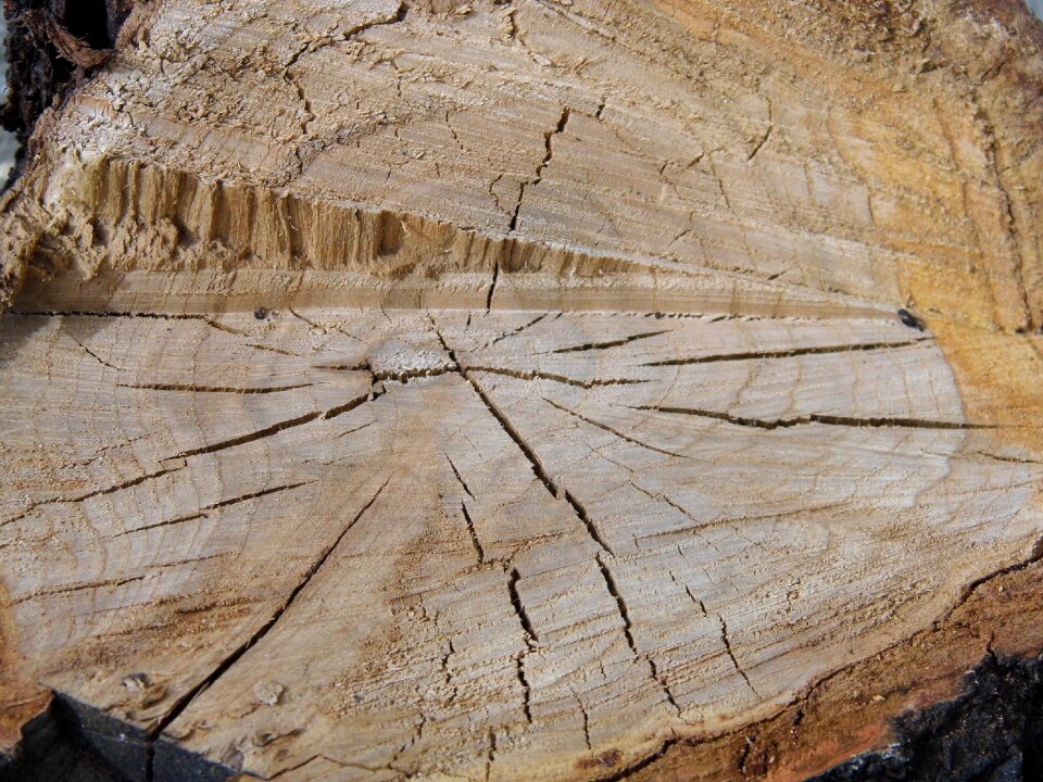 Wood stump wooden stump