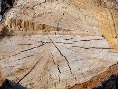Wood stump wooden stump