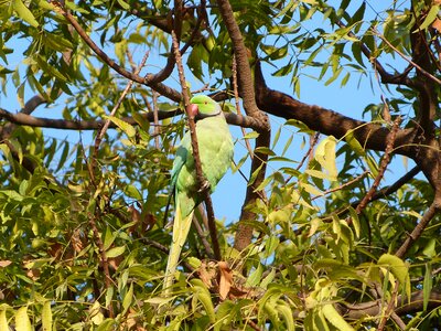 Fruit plant india