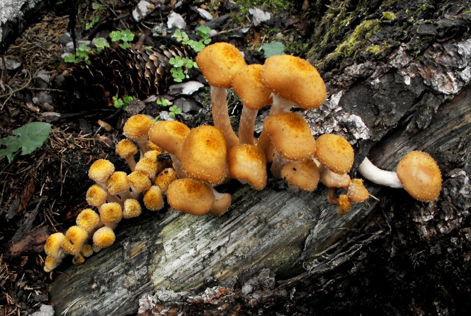 Mushrooms mushroom nature
