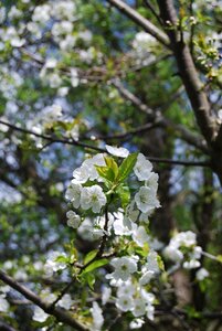 Flower season cherry