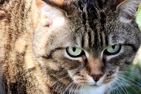 Domestic cat view portrait photo