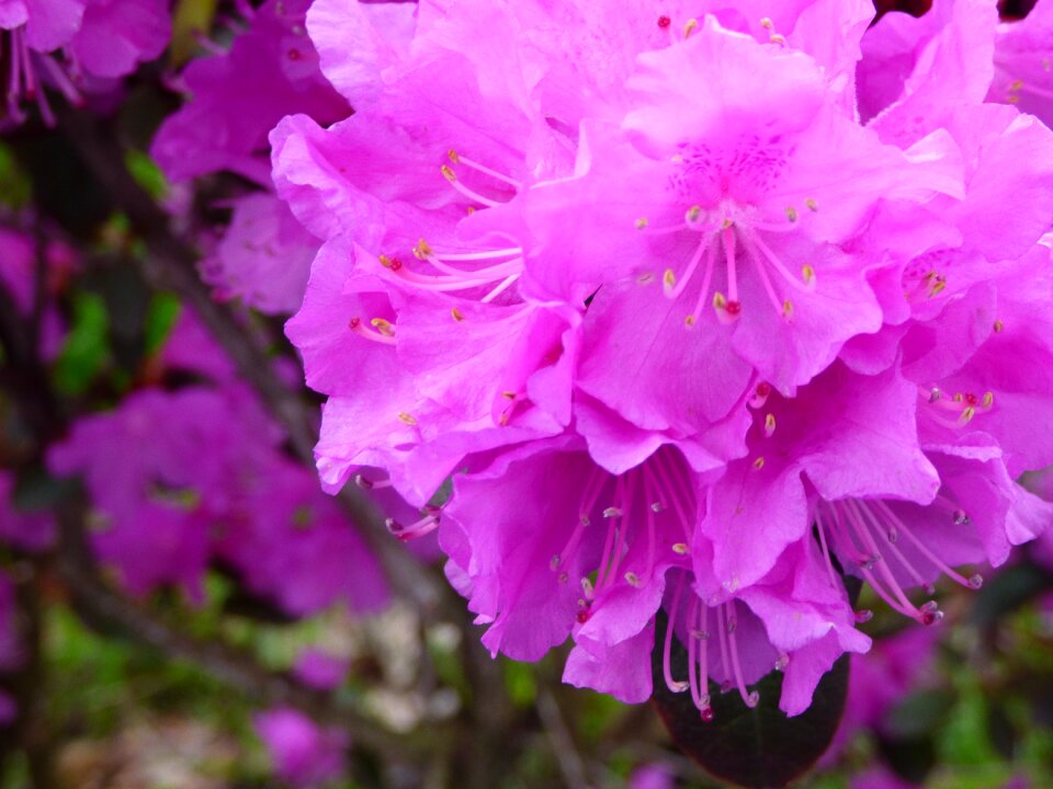 Garden blooming floral