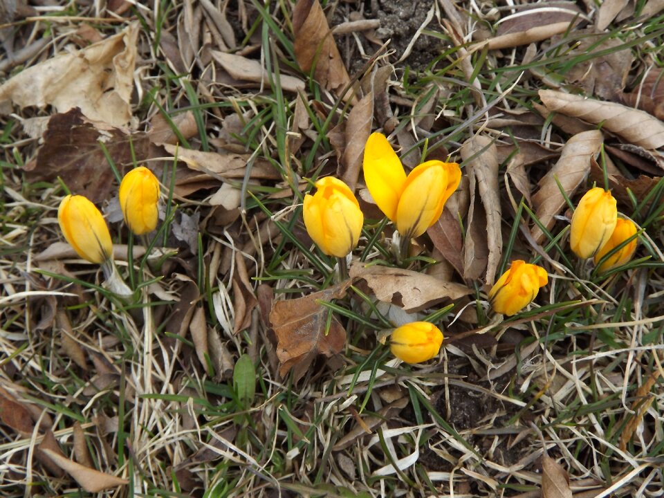 Crocus leaf spring flowers