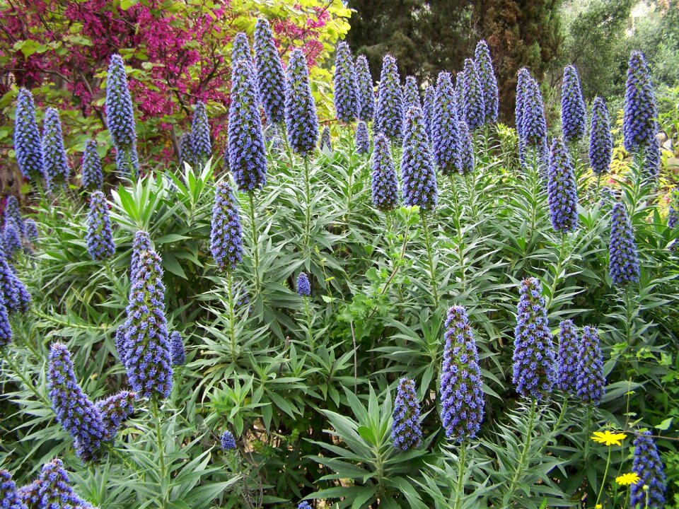 Lupine floral muscarilles