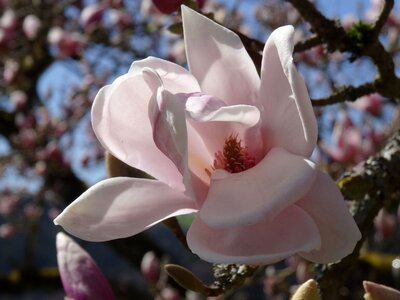 Garden nature flowers