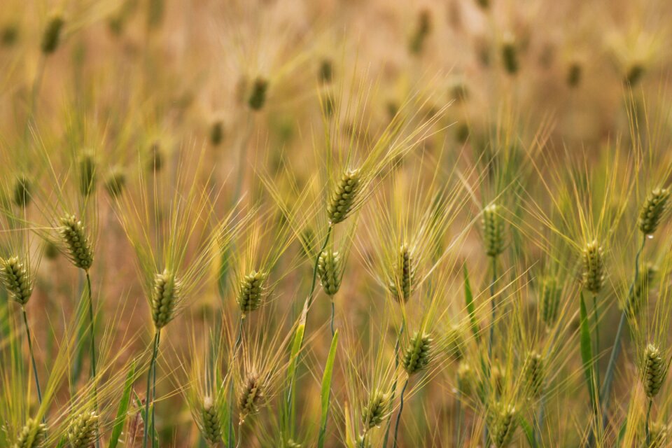 Ranch crops the farm