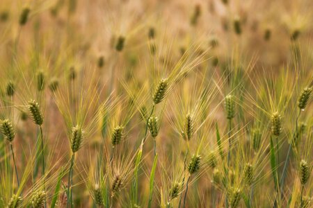 Ranch crops the farm photo