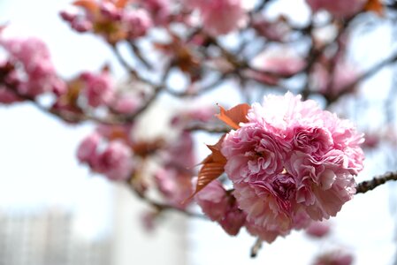 Plants wood cherry blossom