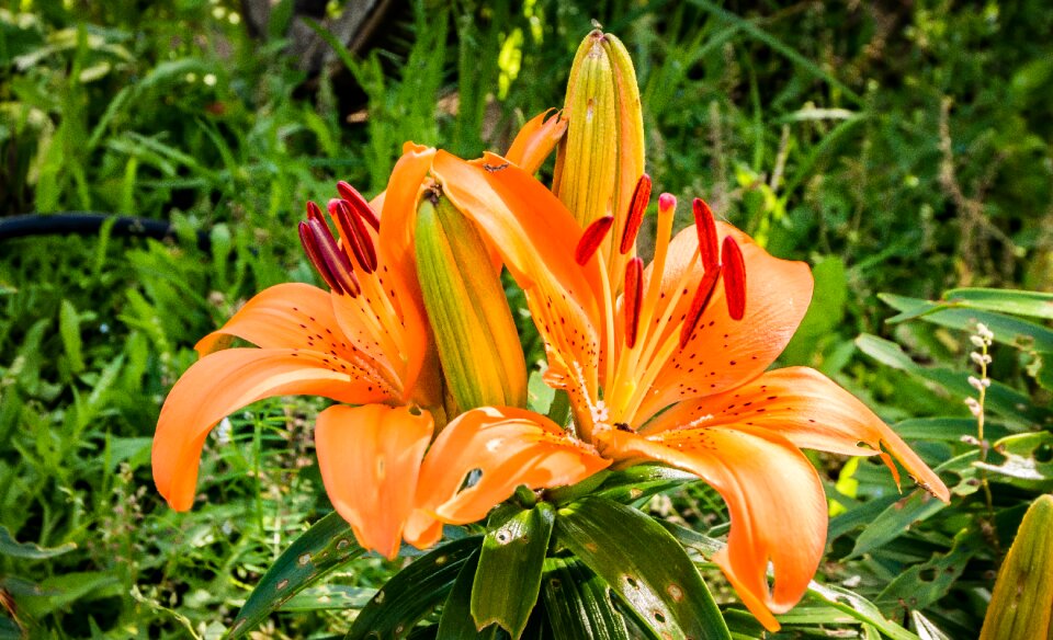 Imperial crown plant flower