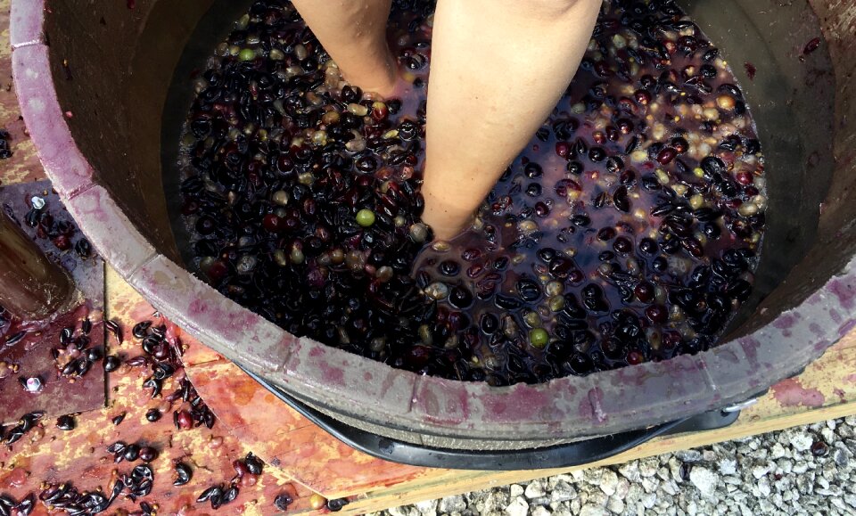 Grape stomp wine vineyards