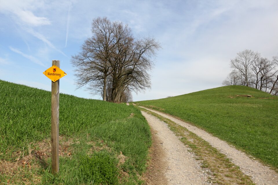 Landscape tree field