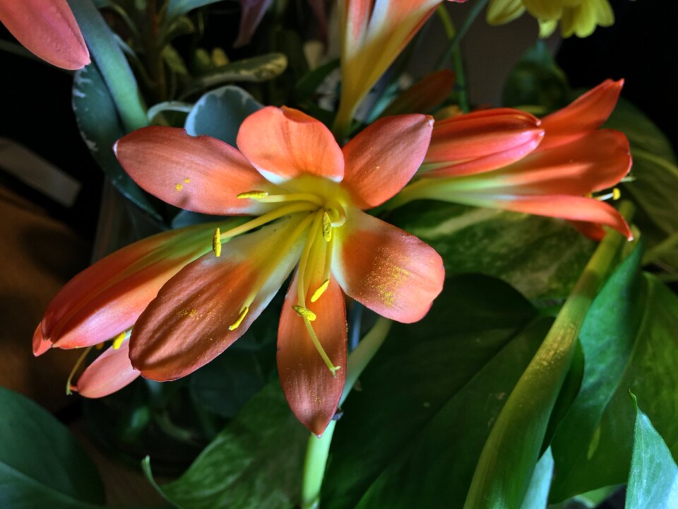 Petal petals flowers oranges