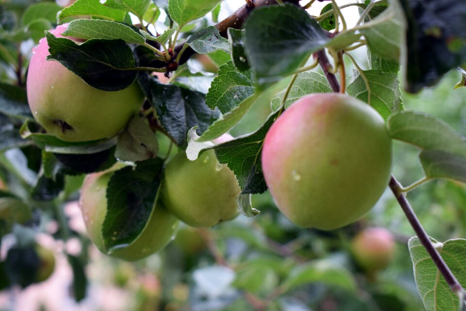 Tree branch apple