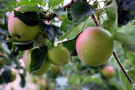 Tree branch apple photo