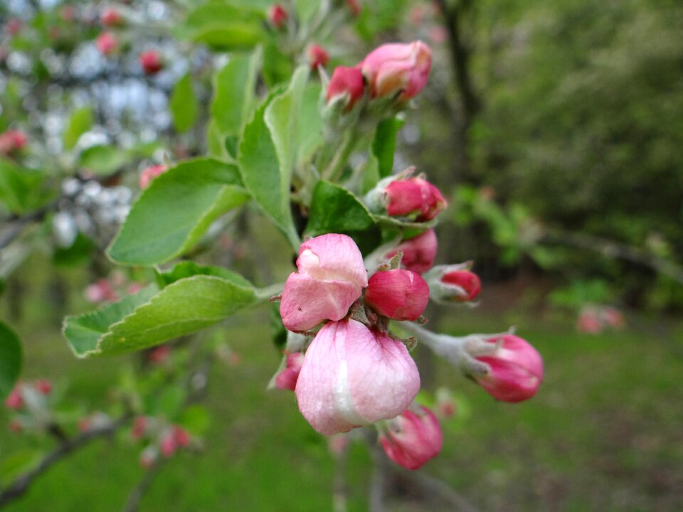 Plant garden the buds