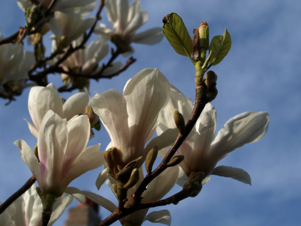 Tree flora