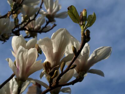 Tree flora