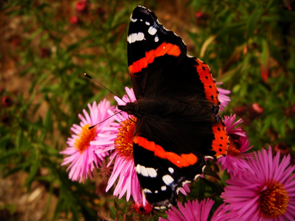 Butterfly day summer animals