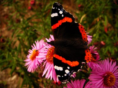 Butterfly day summer animals