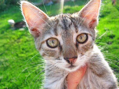Pet nature kitten
