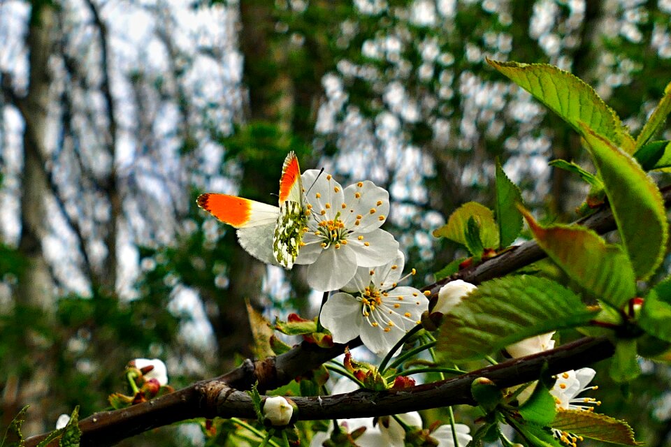 Tree white flower nature