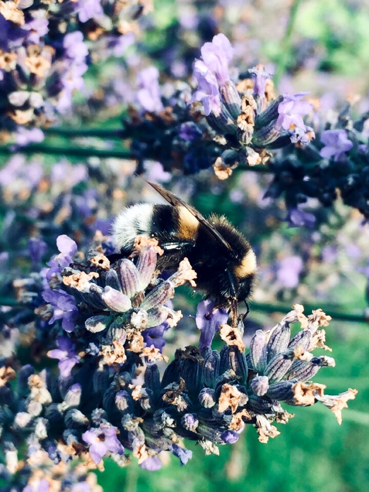 Floral lavender summer