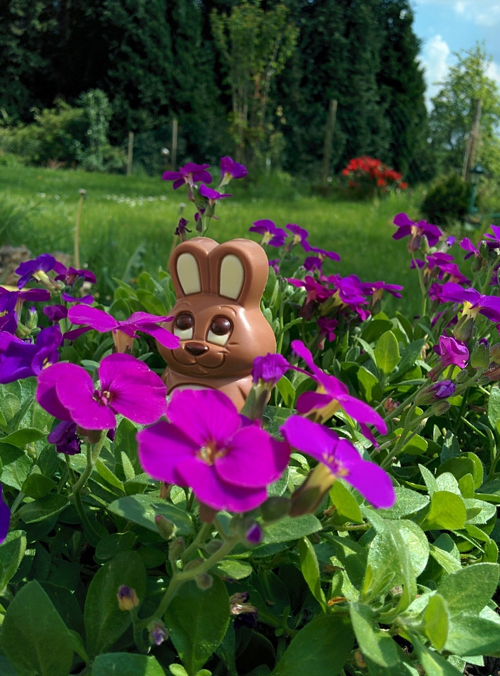 Hare chocolate hide
