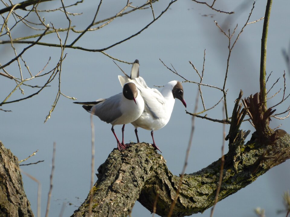 Animals beak seagull