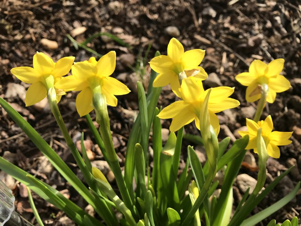 Flowers beauty the awakening of nature