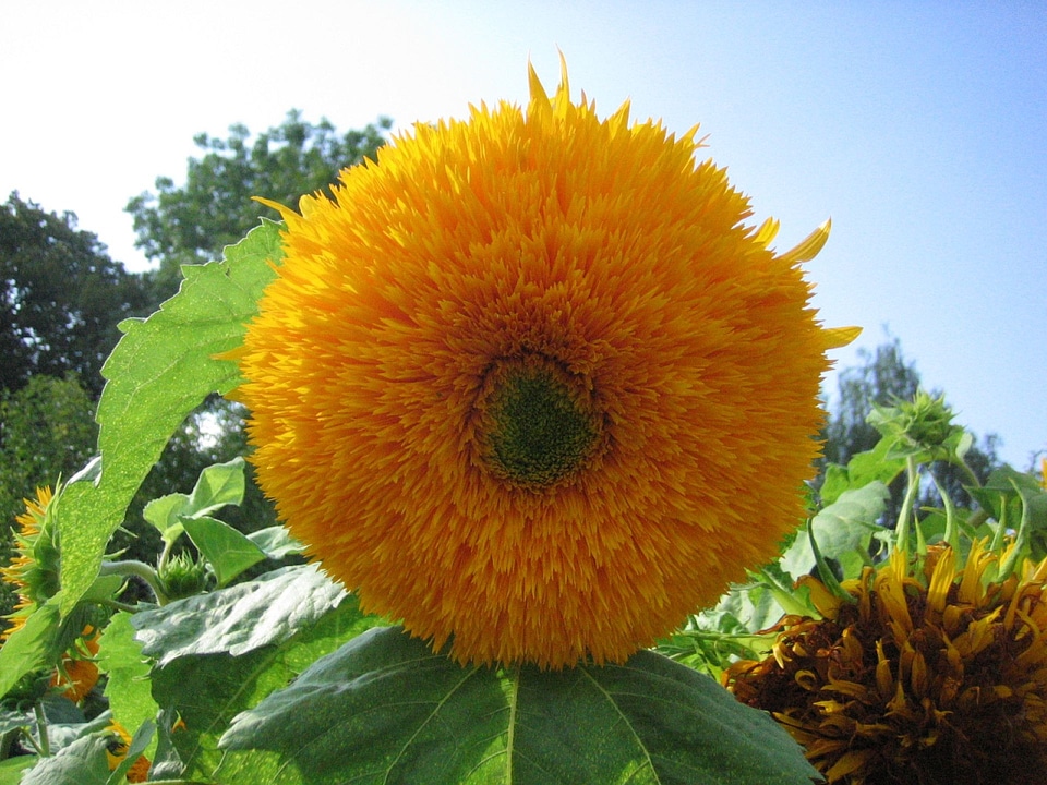 Nature blossom bloom